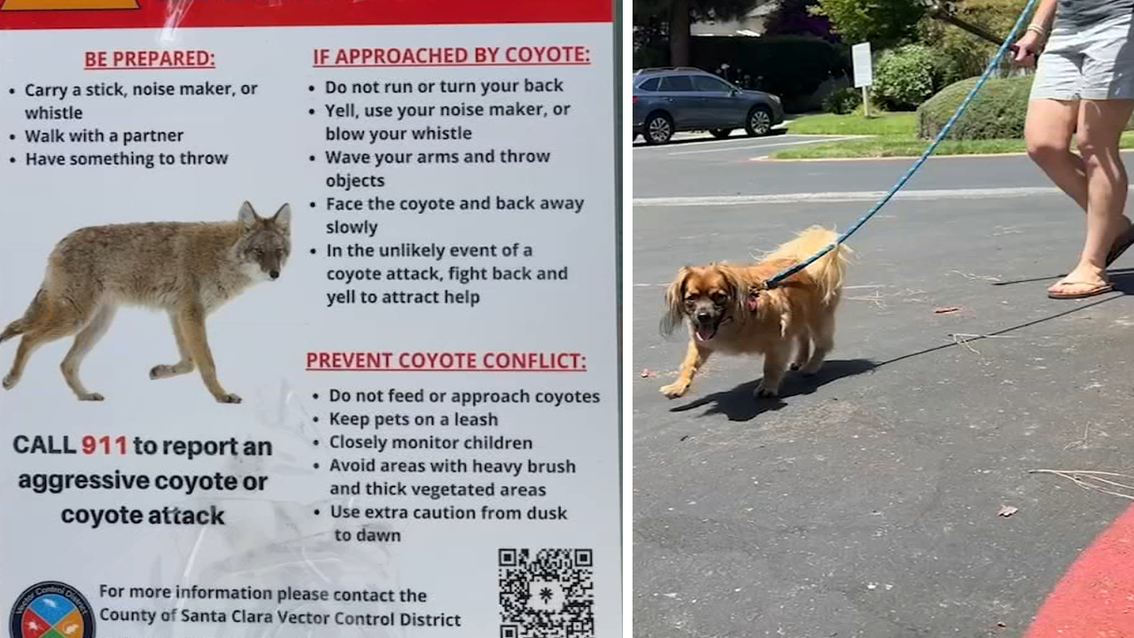 Source-feed image associated with San Jose dog owner describes close encounter with coyote amid increase in sightings