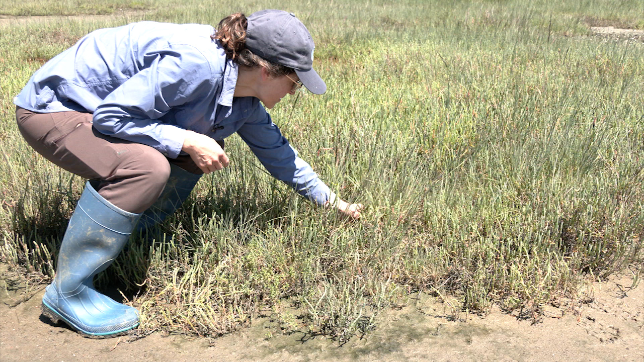 Source-feed image associated with Plant native to Western Europe invades Novato Baylands restoration project