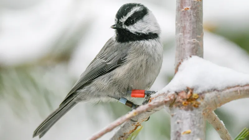 Source-feed image associated with Winter work shows it really pays to be a smart mountain chickadee