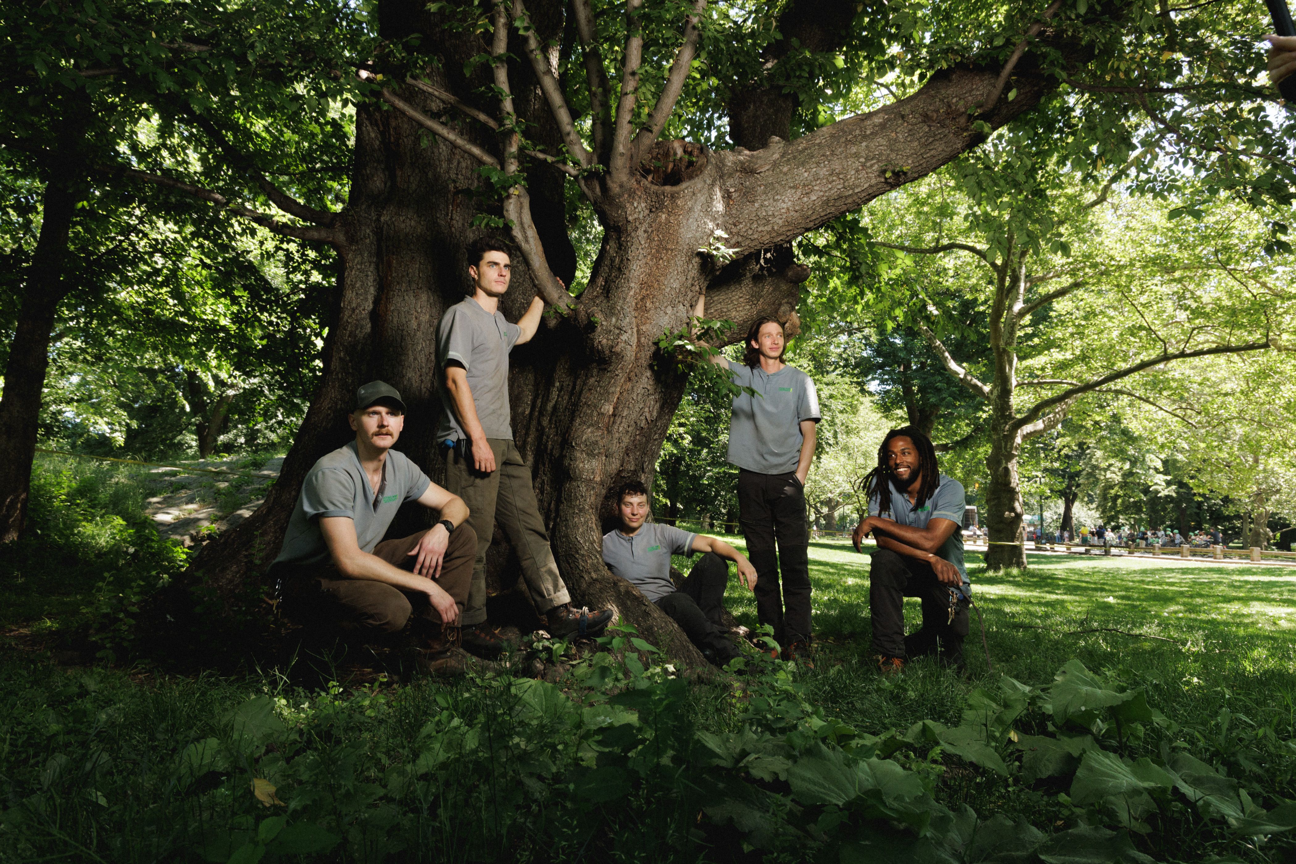 Source-feed image associated with Climbing Trees With the Star Arborists of Central Park