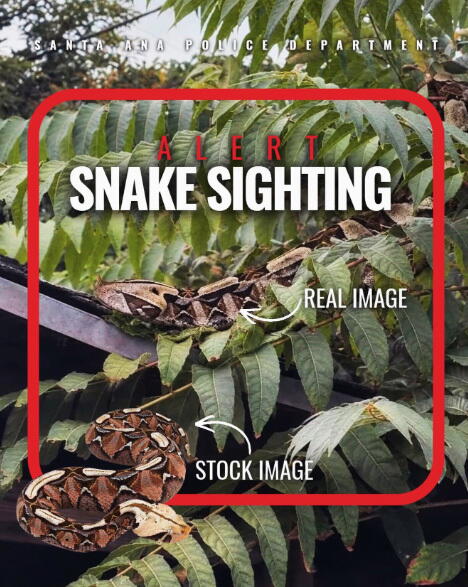 Image from linked report: Incredibly venomous African viper is loose in SoCal neighborhood, police say