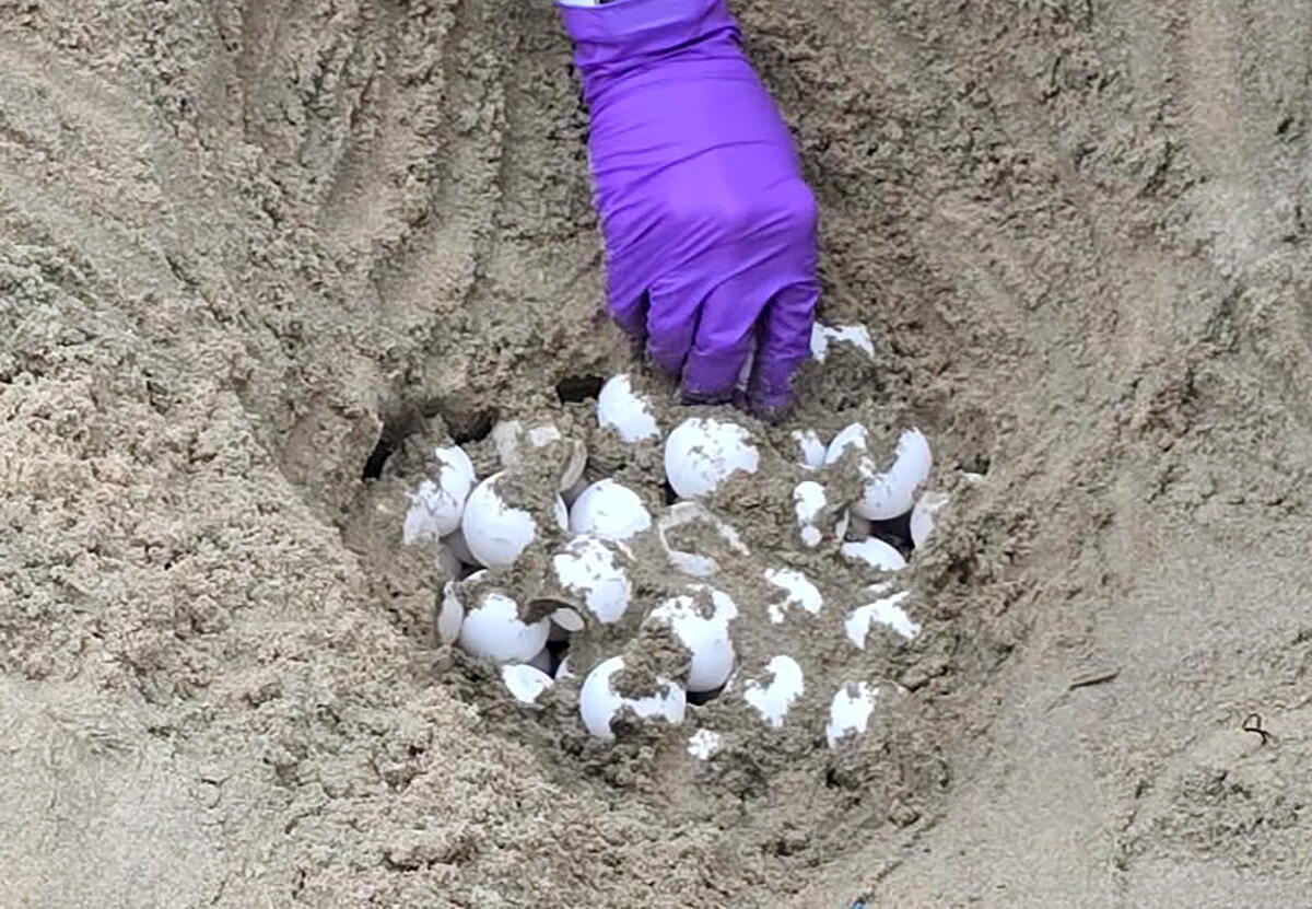 Image from linked report: Biologists move unprecedented Orange County sea turtle eggs to protect them from hurricane-driven waves