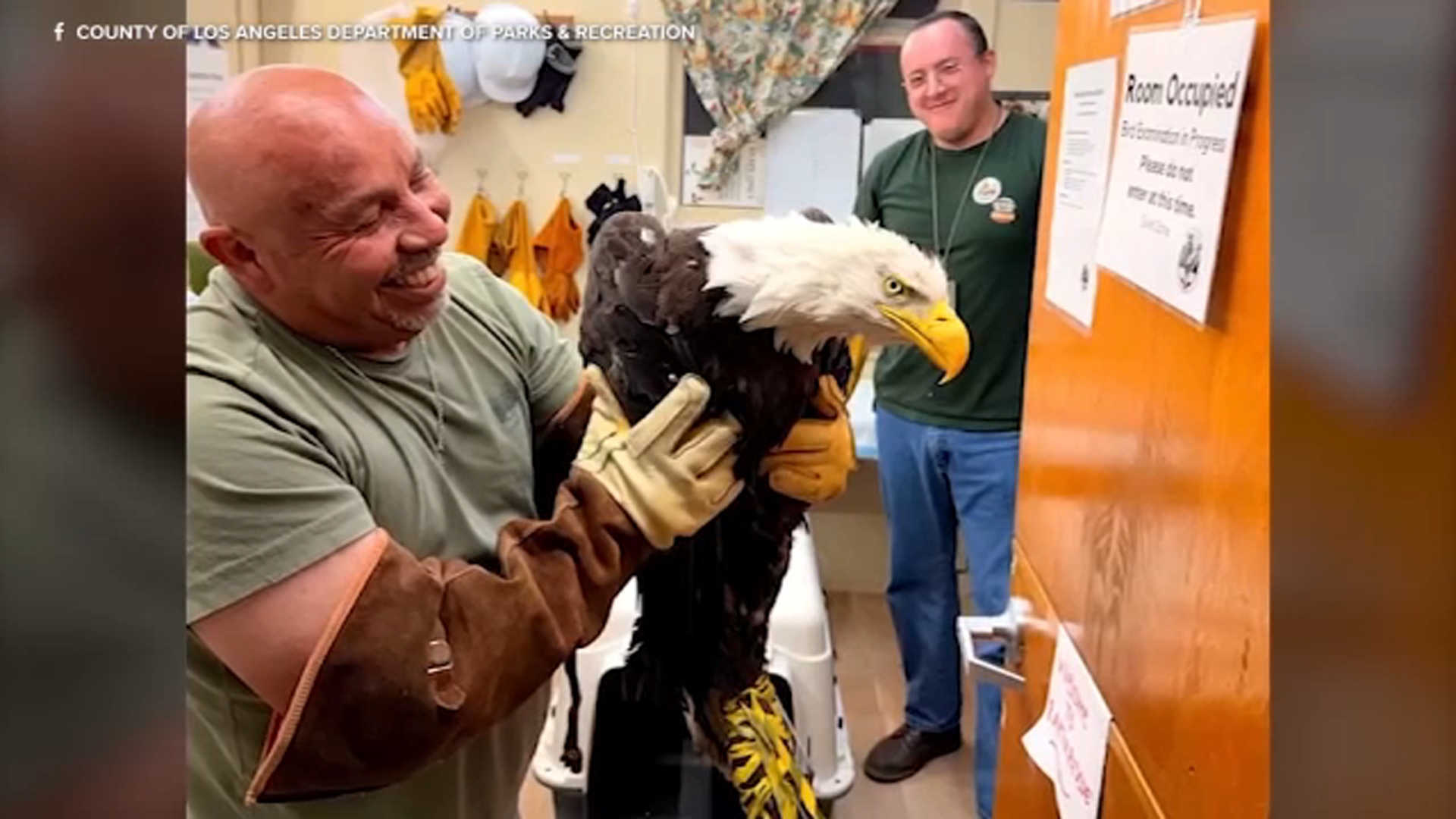 Source-feed image associated with Injured bald eagle rescued after fight is believed to be Jackie, Friends of Big Bear Valley says