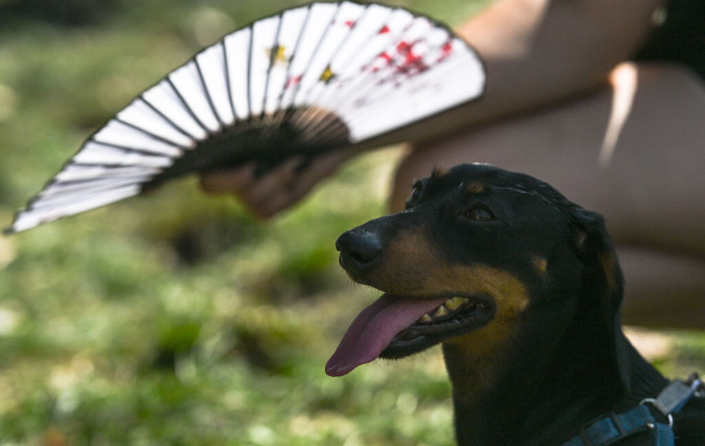 Source-feed image associated with They call it stupid hot for a reason: Heat muddles animal brains
