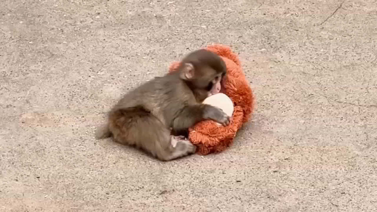 Source-feed image associated with Japan's monkey sensation Punch gets thousands of birthday messages as he turns 1 on Sunday