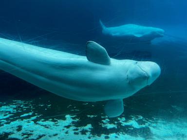 Source-feed image associated with Canada backs plan to move whales from shuttered Marineland park to US and Spain