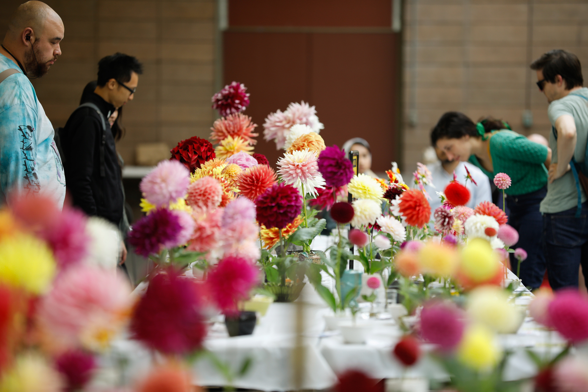 Source-feed image associated with San Francisco’s Official Flower Turns 100. Celebrate With a Free Dahlia Show This Weekend