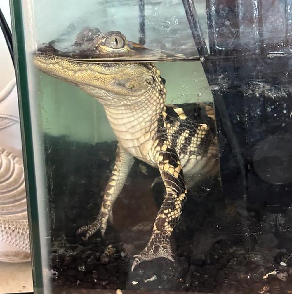 Source-feed image associated with Feds find small alligator, 42 kilos of fentanyl in downtown L.A. luxury apartment