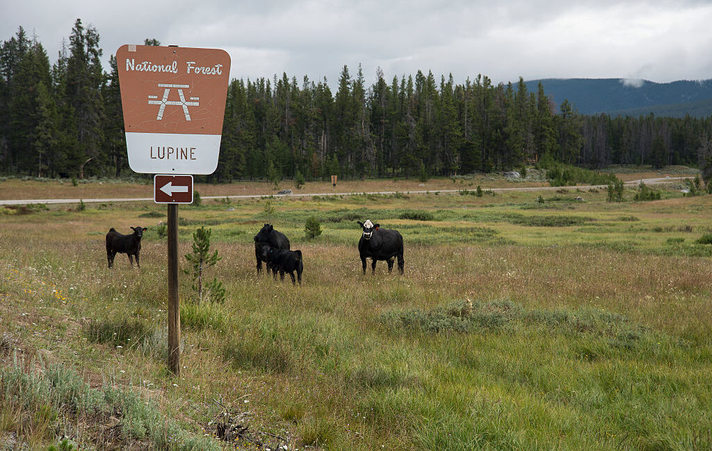 Source-feed image associated with Overhaul of public lands grazing regulations seeks to cut public involvement