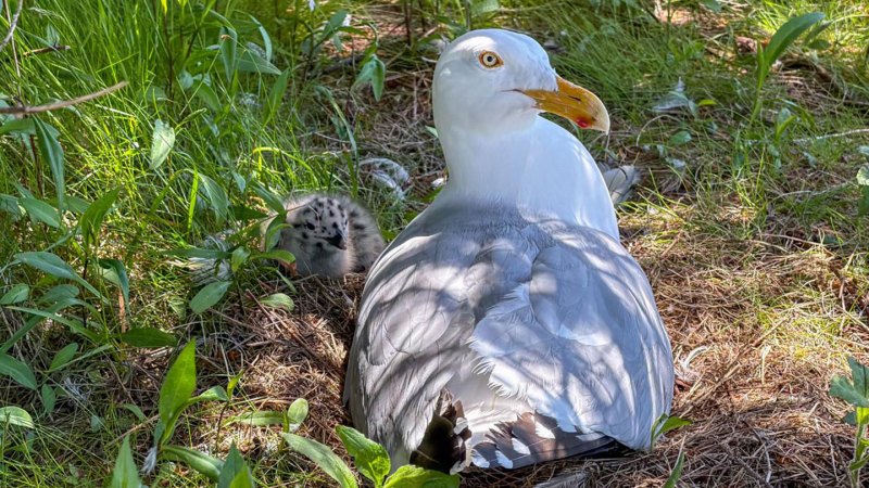 Source-feed image associated with Young gulls’ drab plumage may help them avoid adult attacks