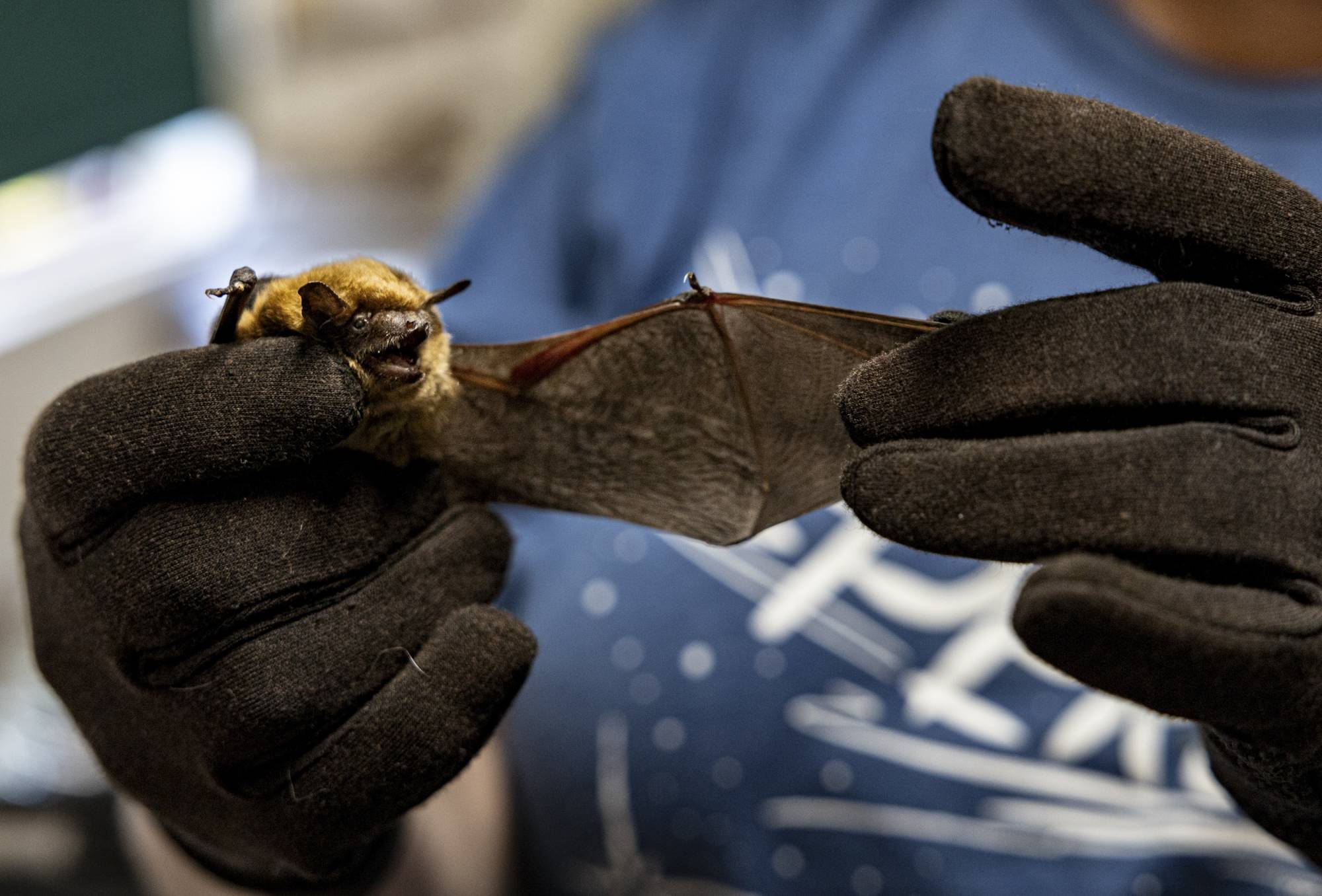 Source-feed image associated with Under a Sacramento Bridge, California’s Largest Urban Bat Colony Takes Flight Every Night