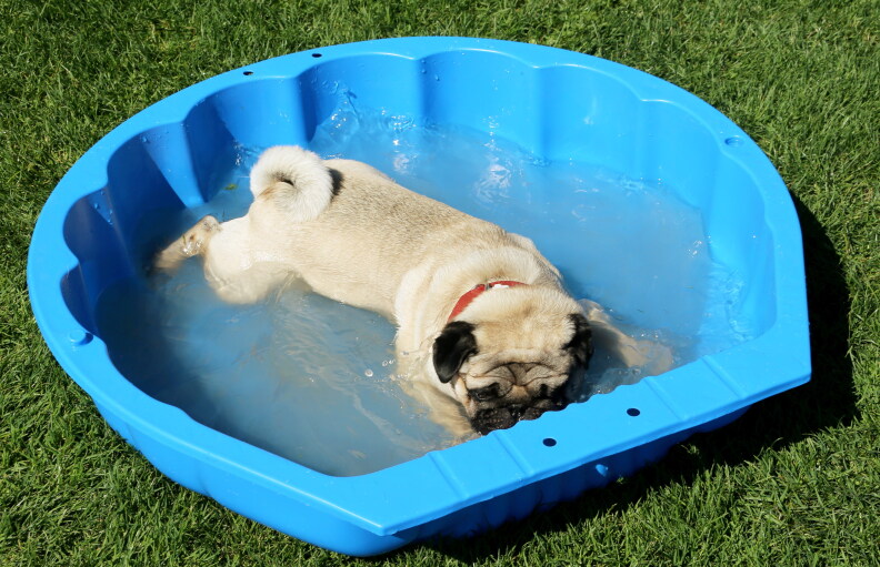Source-feed image associated with A public pool day for dogs? Get ready to splash