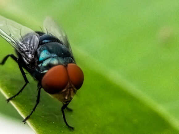 Source-feed image associated with Florida Tries to Block Rescue Pets from New Mexico and Texas as Screwworm Spreads