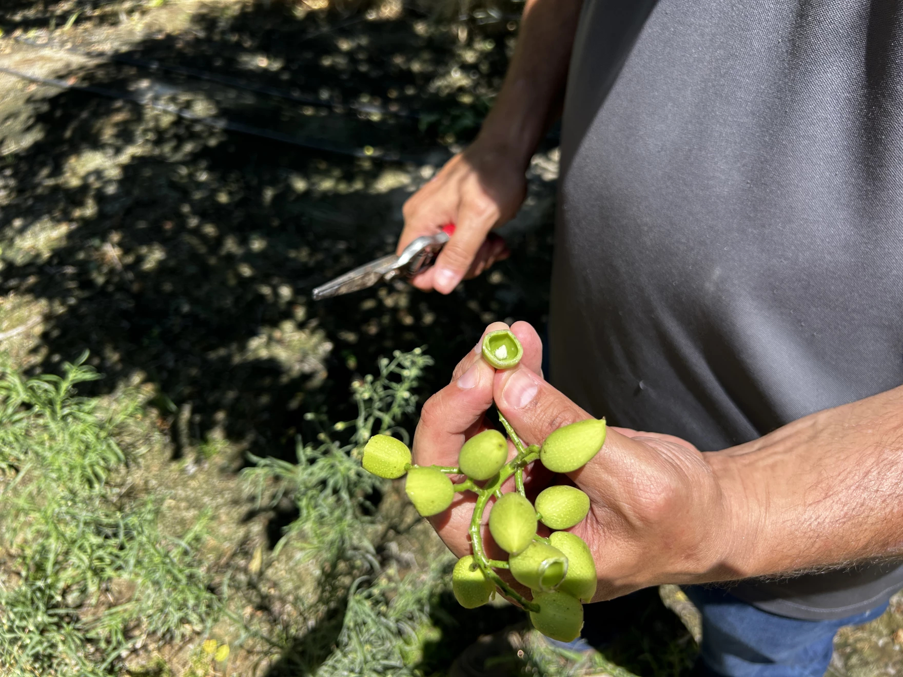 Source-feed image associated with Demand for Pistachios Clashes With Climate Reality