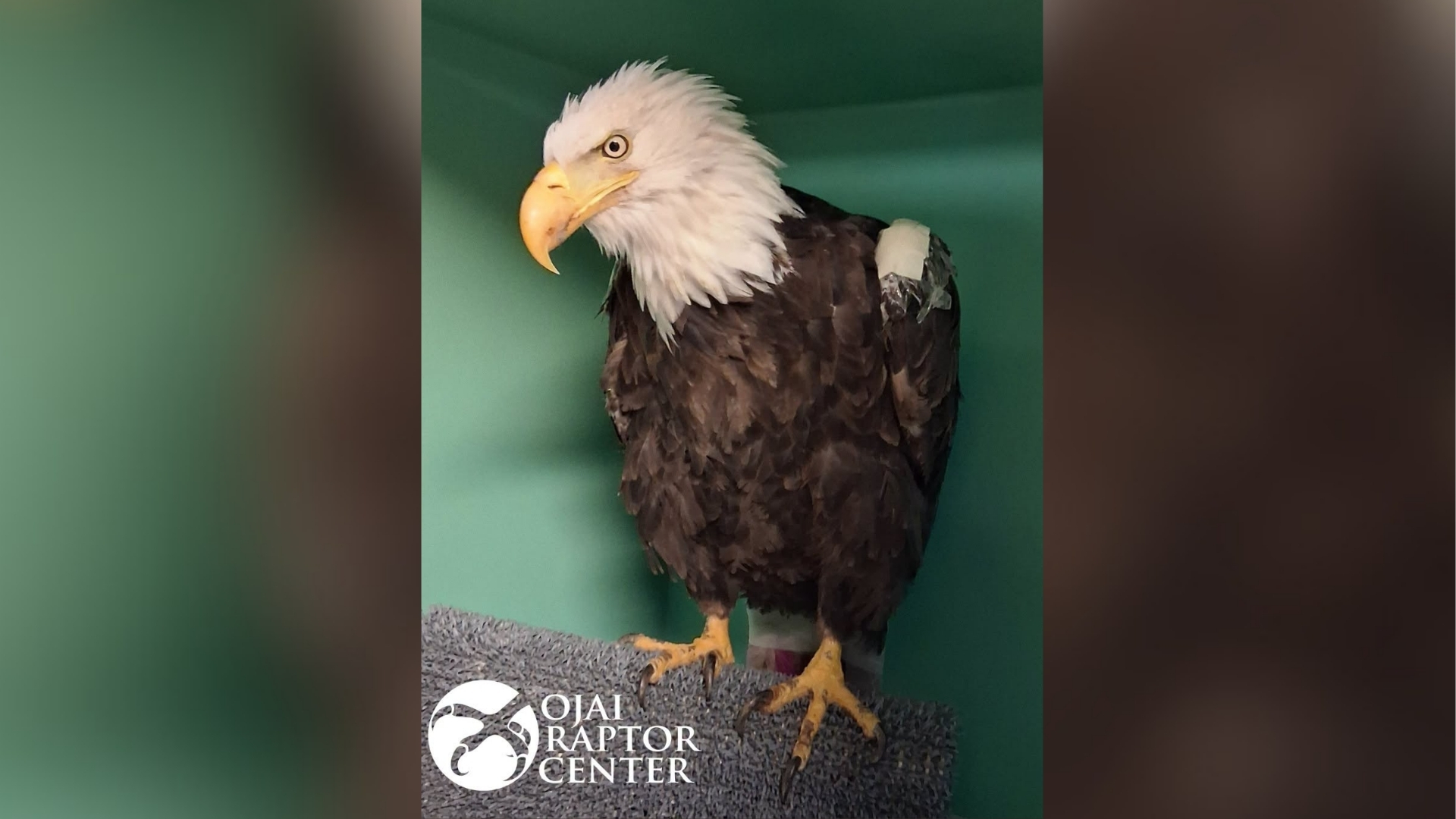 Source-feed image associated with Big Bear eagle Jackie moved from ICU to regular hospital unit in encouraging recovery milestone