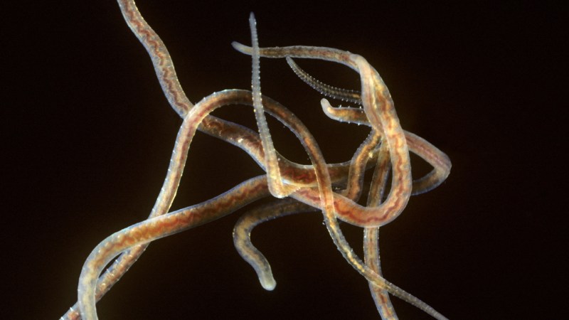 Source-feed image associated with These worms move faster when you give them less space