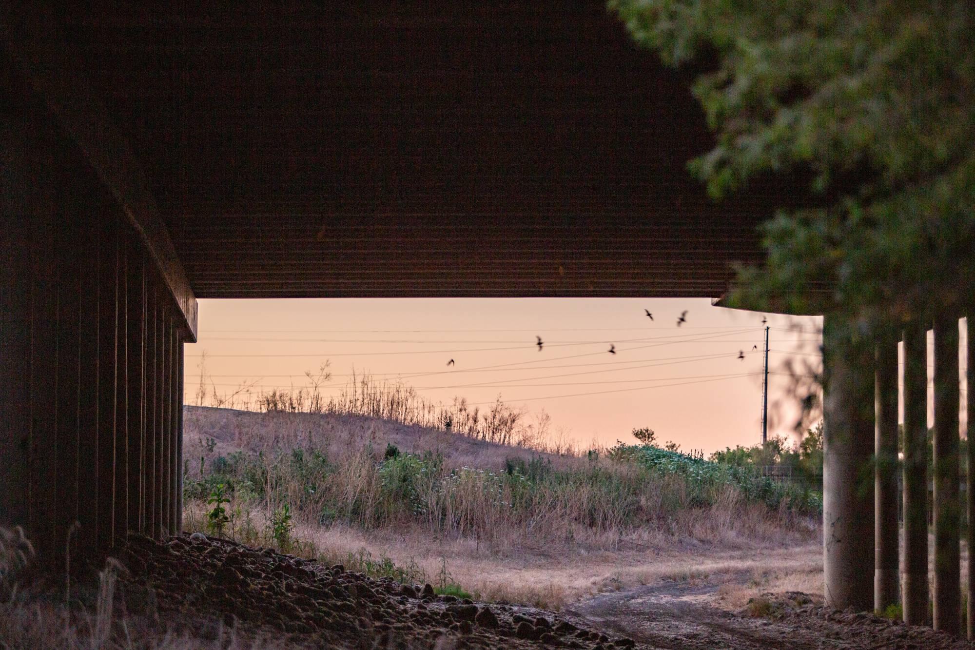 Source-feed image associated with Bats, Birds and Planes: Stories from California’s Skies