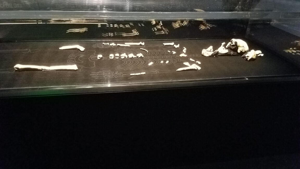 Source-feed image associated with Every Homo naledi we know of is female, and the implications are fascinating