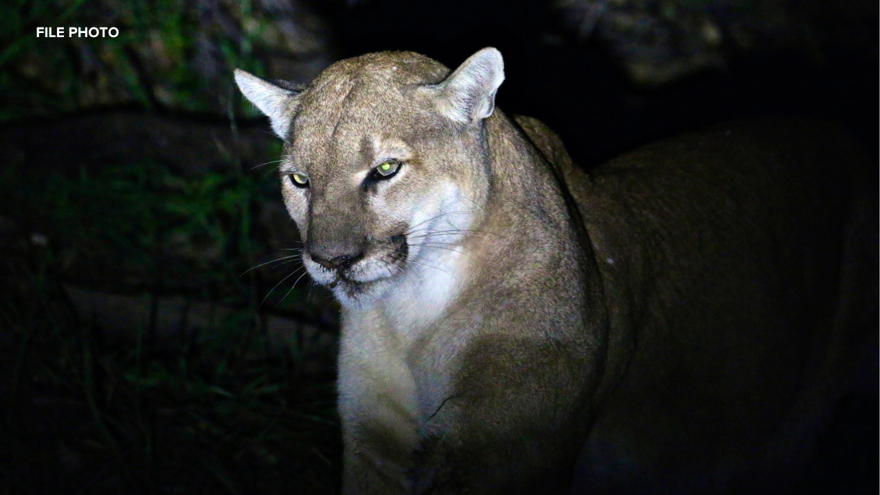 Image from linked report: Hercules police urge caution after mountain lion sightings in neighborhood