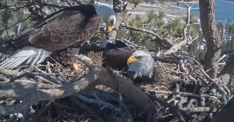 Source-feed image associated with Proposed Development in Big Bear May Threaten Famous Eagles’ Habitat