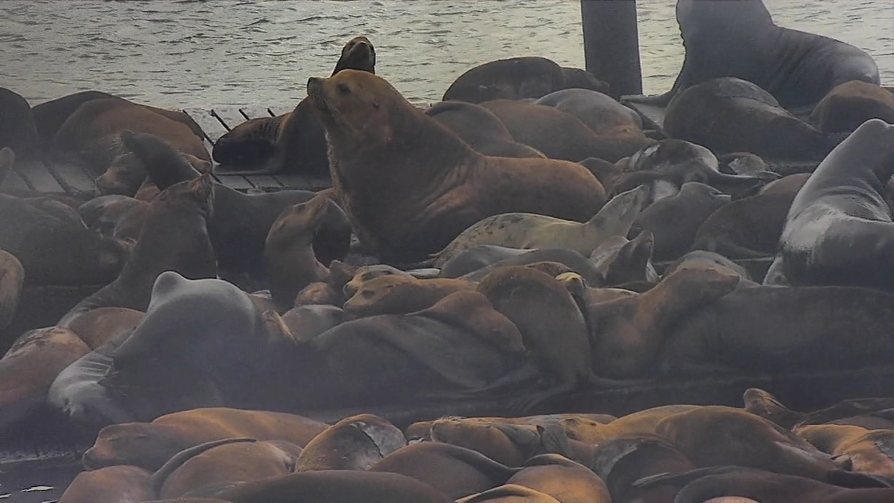 Source-feed image associated with Is Chonkers back? Massive Steller sea lion seen sunbathing at San Francisco's Pier 39