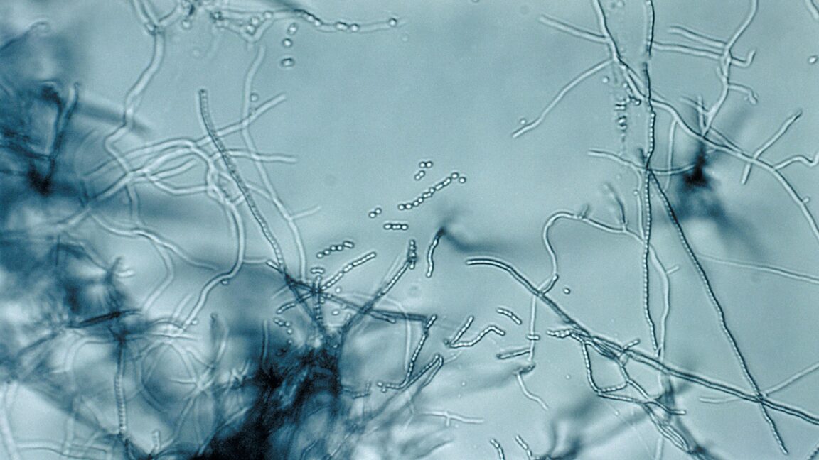 Source-feed image associated with Antibiotic "megacluster" discovery provides new strategy to fight superbugs