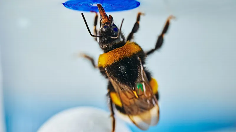 Source-feed image associated with Bumblebees can solve problems on their own