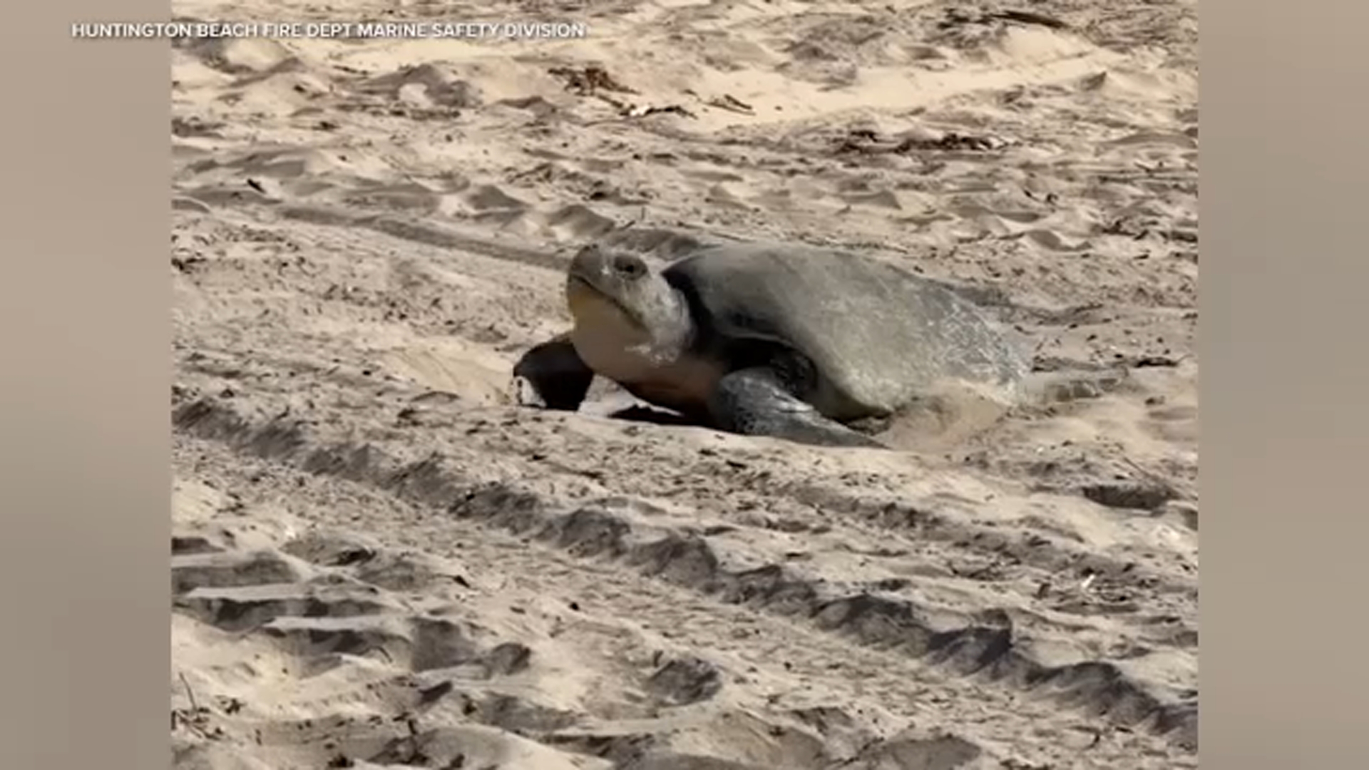 Image from linked report: Ridley sea turtlelays eggs in first documented West Coast nesting