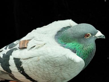 Source-feed image associated with Pigeons may be navigating with their liver, study suggests