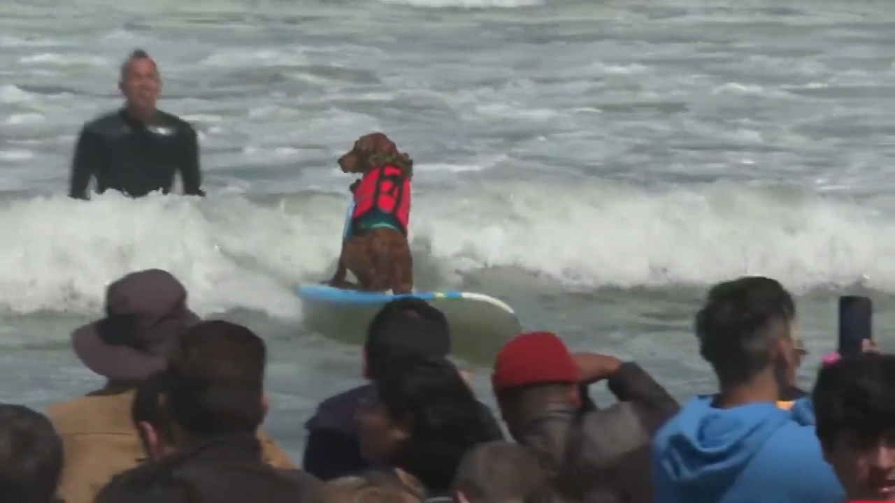 Source-feed image associated with World Dog Surfing Championship returns to Pacifica for 10th anniversary with risk of rip currents