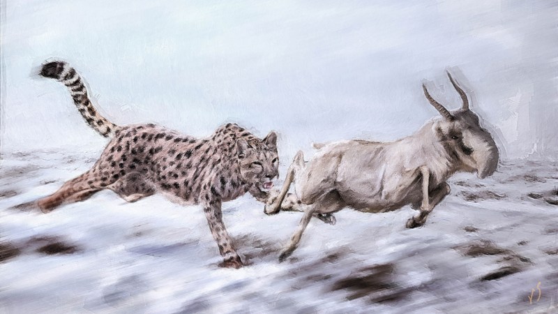Source-feed image associated with Was the ‘American cheetah’ a cheetah at all?