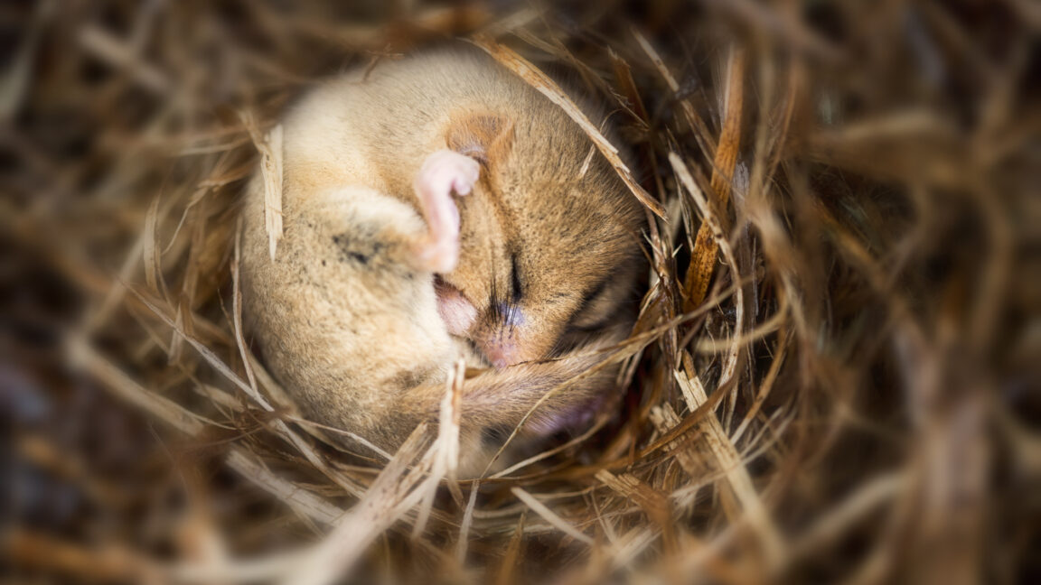 Source-feed image associated with Putting mice into hibernation causes a major loss of synapses