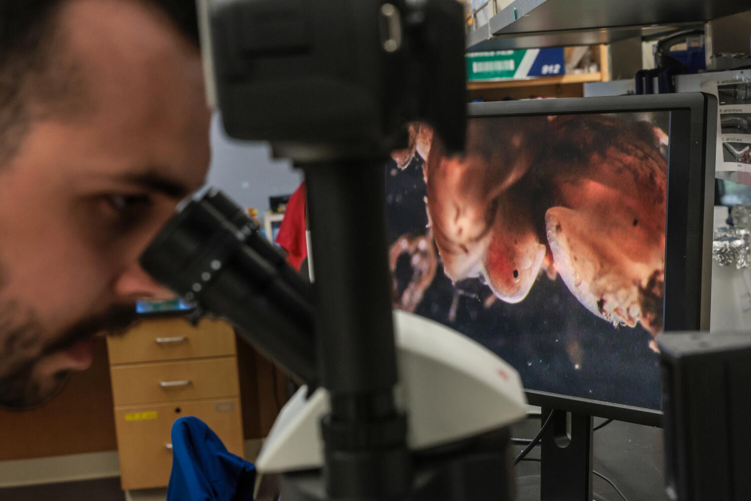 Source-feed image associated with Voters would decide on a $7.5-billion science bond to fund state research if Newsom approves