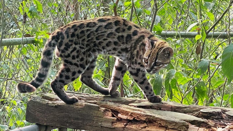 Image from linked report: Meet the newest living cat species, the first described in 100 years