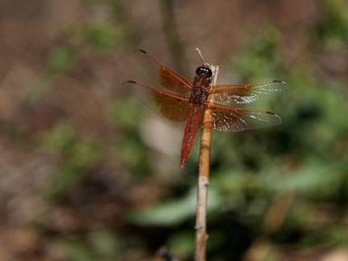 Source-feed image associated with Unusual dragonfly swarms sweep across California after warm spring rains