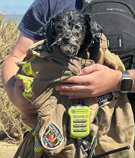 Source-feed image associated with Watch Menlo Park firefighters rescue missing dog from San Francisco Bay