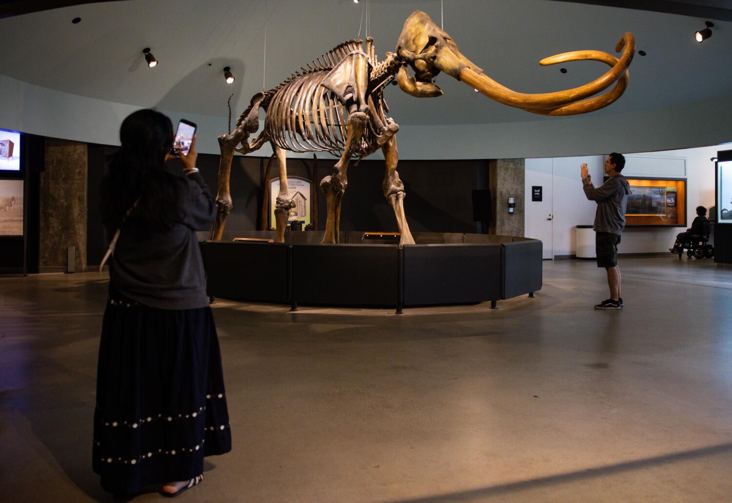 Source-feed image associated with Farewell, my Smilodon: La Brea Tar Pits to close for two years