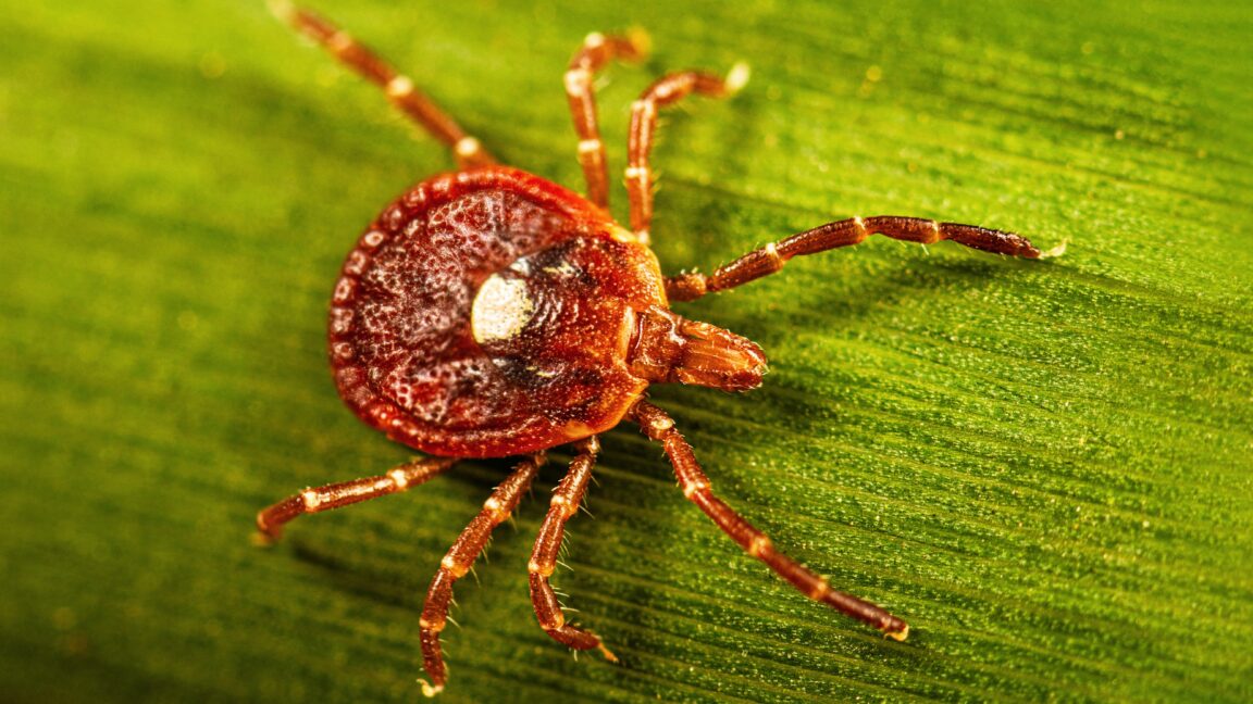 Source-feed image associated with Surprisingly large number of people may have marker for tick-linked meat allergy