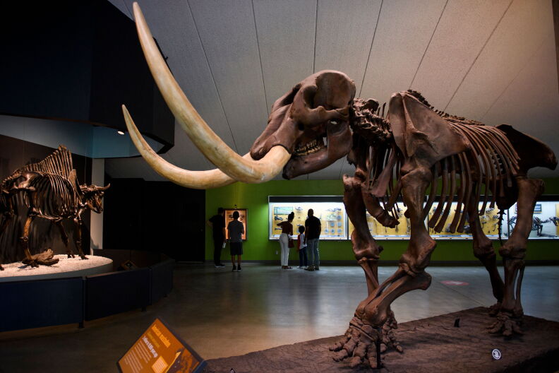 Source-feed image associated with Your last chance to visit La Brea Tar Pits before it closes for two years