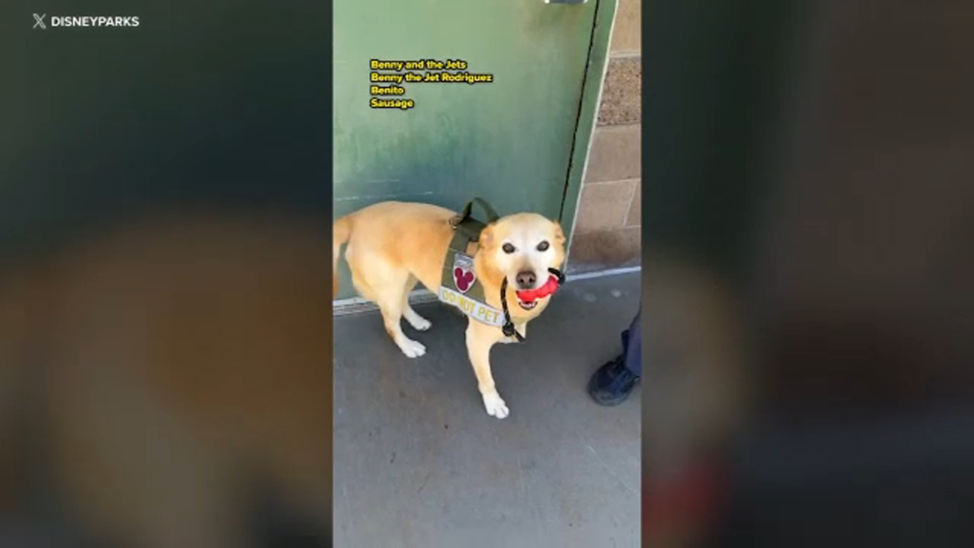 Source-feed image associated with Benny, the Disneyland security dog, retires after 6 years