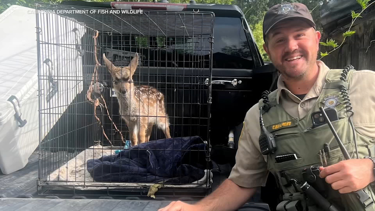Source-feed image associated with Wildlife officers rescue baby deer kept in dog cage in Sonoma Co. 'fawn-napping' case