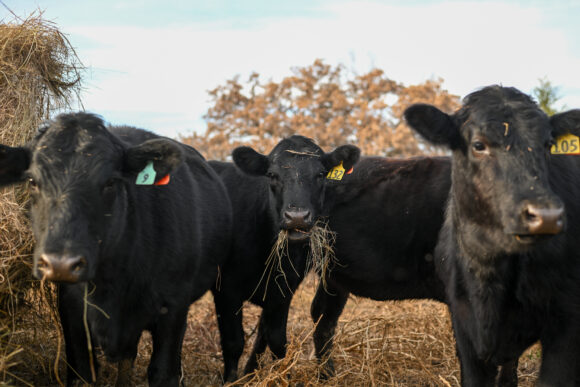 Source-feed image associated with Four Screwworm Cases Found on a Texas Farm in Biggest Batch Yet