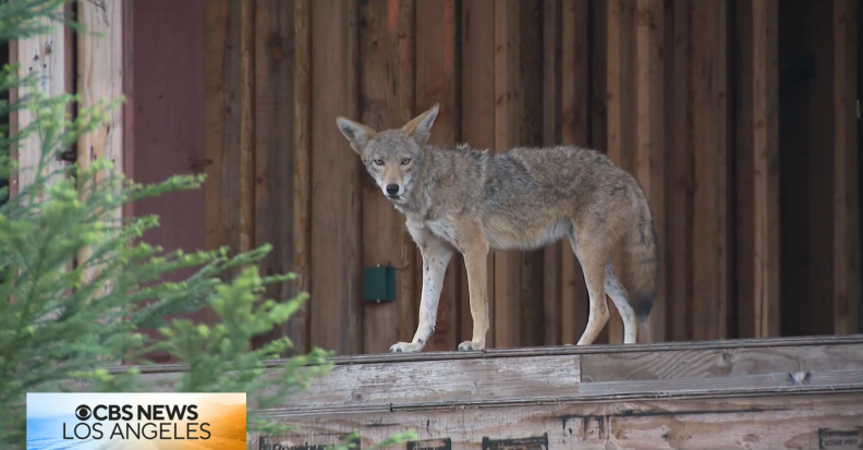 Source-feed image associated with West Hollywood wants ‘coyote condo’ owner to take immediate action