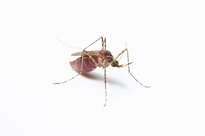 Source-feed image associated with Long Beach confirms first human case of West Nile in California
