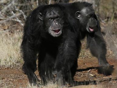 Source-feed image associated with Get a load of this: Humans and great apes share similar giggles