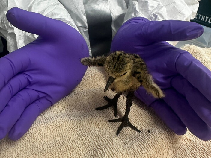 Source-feed image associated with Dozens of oiled birds rescued after an East LA oil spill. What to do if you see one
