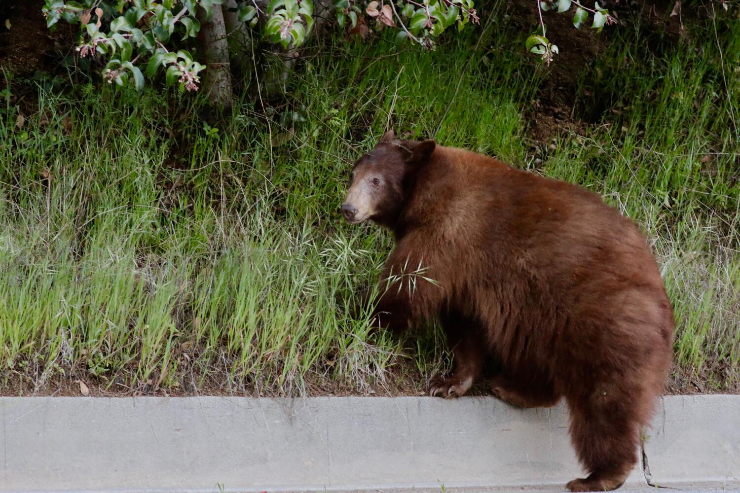 Source-feed image associated with Bear claws 19-year-old's face and chest through window of Crestline home