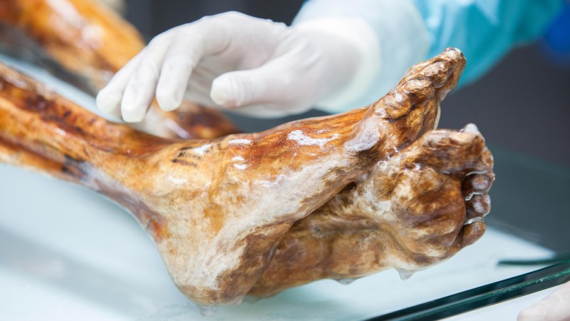 Source-feed image associated with Ötzi the Iceman’s remains yielded ‘viable’ yeasts in the lab