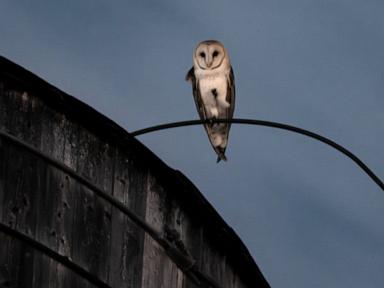 Image from linked report: A rare family of barn owls moved into Manhattan. New Yorkers are captivated