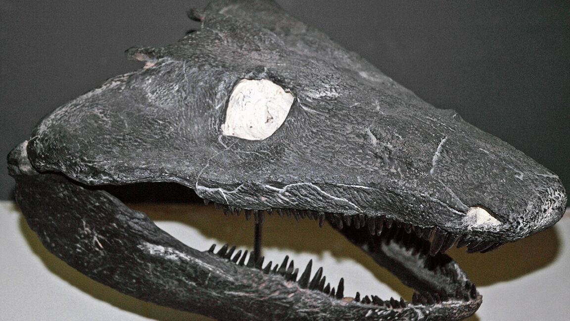 Source-feed image associated with Early land animals skipped the tadpole phase